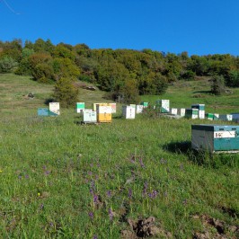 Τα μελισσοκομεία μας στον Ολυμπο