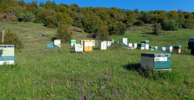 Τα μελισσοκομεία μας στον Ολυμπο