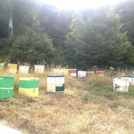 Τα μελισσοκομεία μας στον Ολυμπο 3