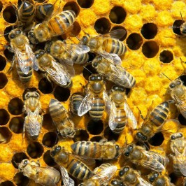 Η Μελισσοκομία στην χώρα και ειδικά στην Θεσσαλία