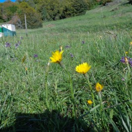 Τα μελισσοκομεία μας στην Καρυά Ολύμπου και χλωρίδα της περιοχής 2