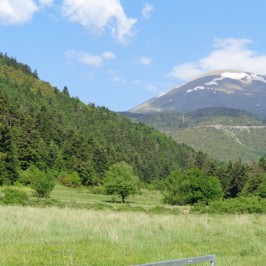 Τα μελισσοκομεία μας στην Καρυά Ολύμπου και χλωρίδα της περιοχής