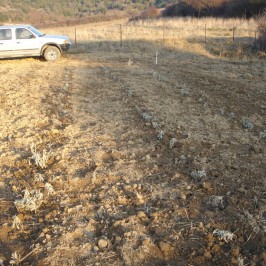 Νεοφυτεμένα φυτά τσαγιού (Sideritis scardica) στο αγρόκτημα μας στην Καρυά Ολύμπου