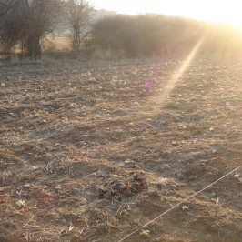 Νεοφυτεμένα φυτά τσαγιού (Sideritis scardica) στο αγρόκτημα μας στην Καρυά Ολύμπου 2
