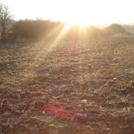 Νεοφυτεμένα φυτά τσαγιού (Sideritis scardica) στο αγρόκτημα μας στην Καρυά Ολύμπου 3