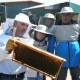 Συμμετοχή σε σεμινάρια μελισσοκομίας